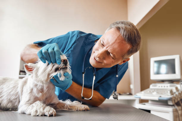Best Emergency Denture Repair in Eagleton Village, TN
